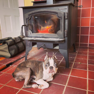 Maple warming up by the woodstove