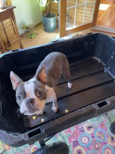 Maple helping with chores