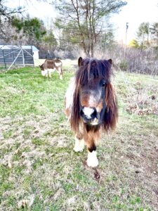 Izzy the Mini Pony