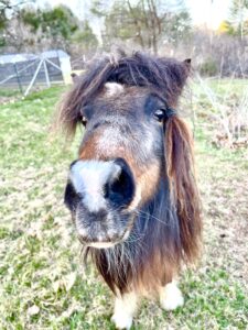 Izzy the Mini Pony