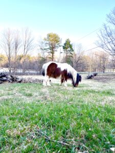 Izzy the Mini Pony