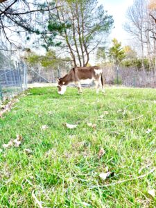 Stewart the Mini Donkey