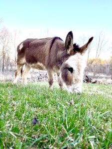 Stewart the Mini Donkey