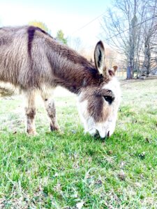 Stewart the Mini Donkey