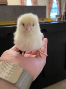 New Chickies on the farm!