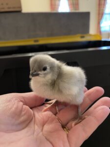 New Chickies on the farm!