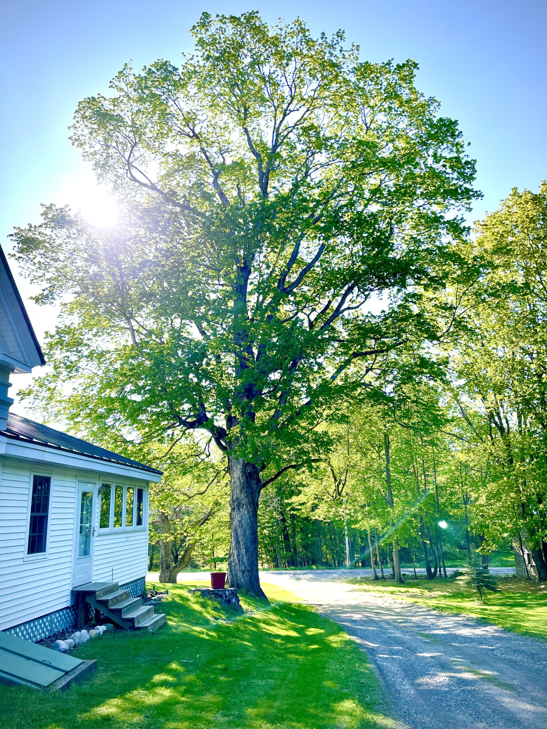 Where did the “Noble Maple Farm” name come from?